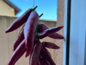 A garland of fresh Cayenne Pepper fruits.