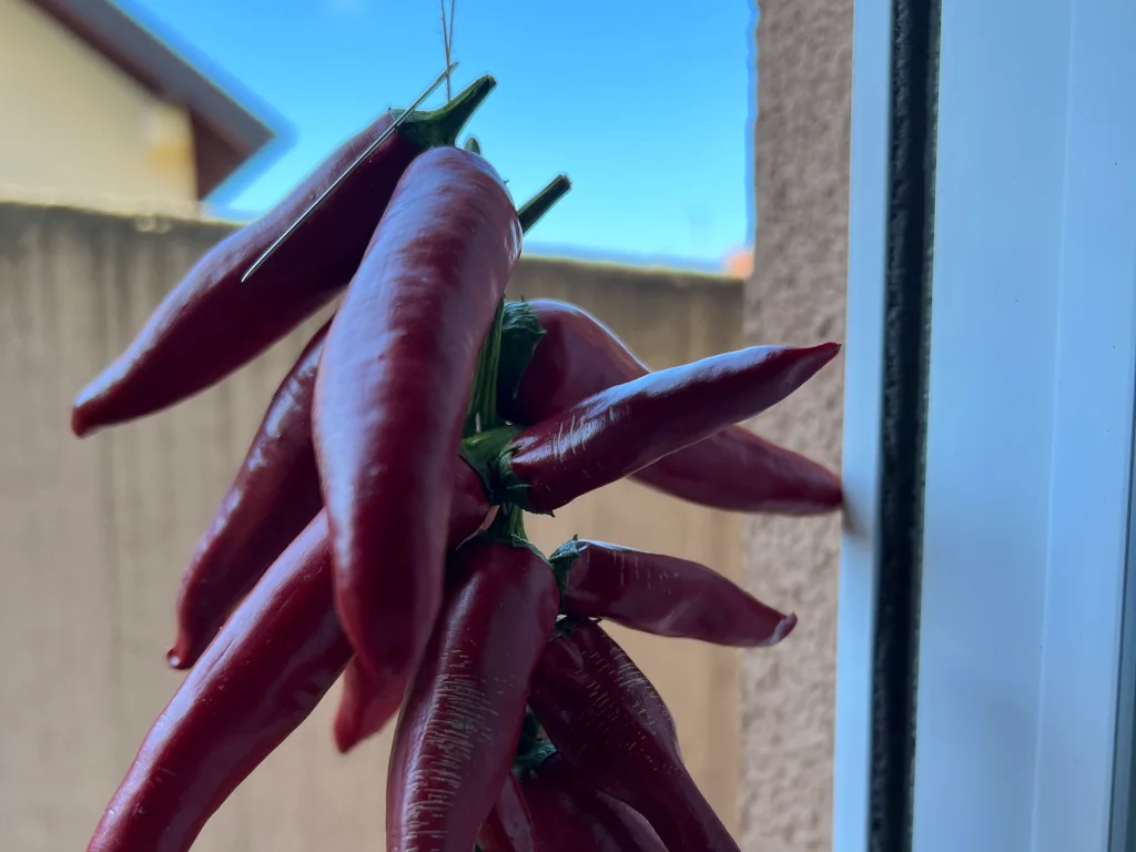 A garland of fresh Cayenne Pepper fruits.