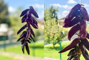 A garland of dried Cayenne Peppers with a blurred garden in the background.